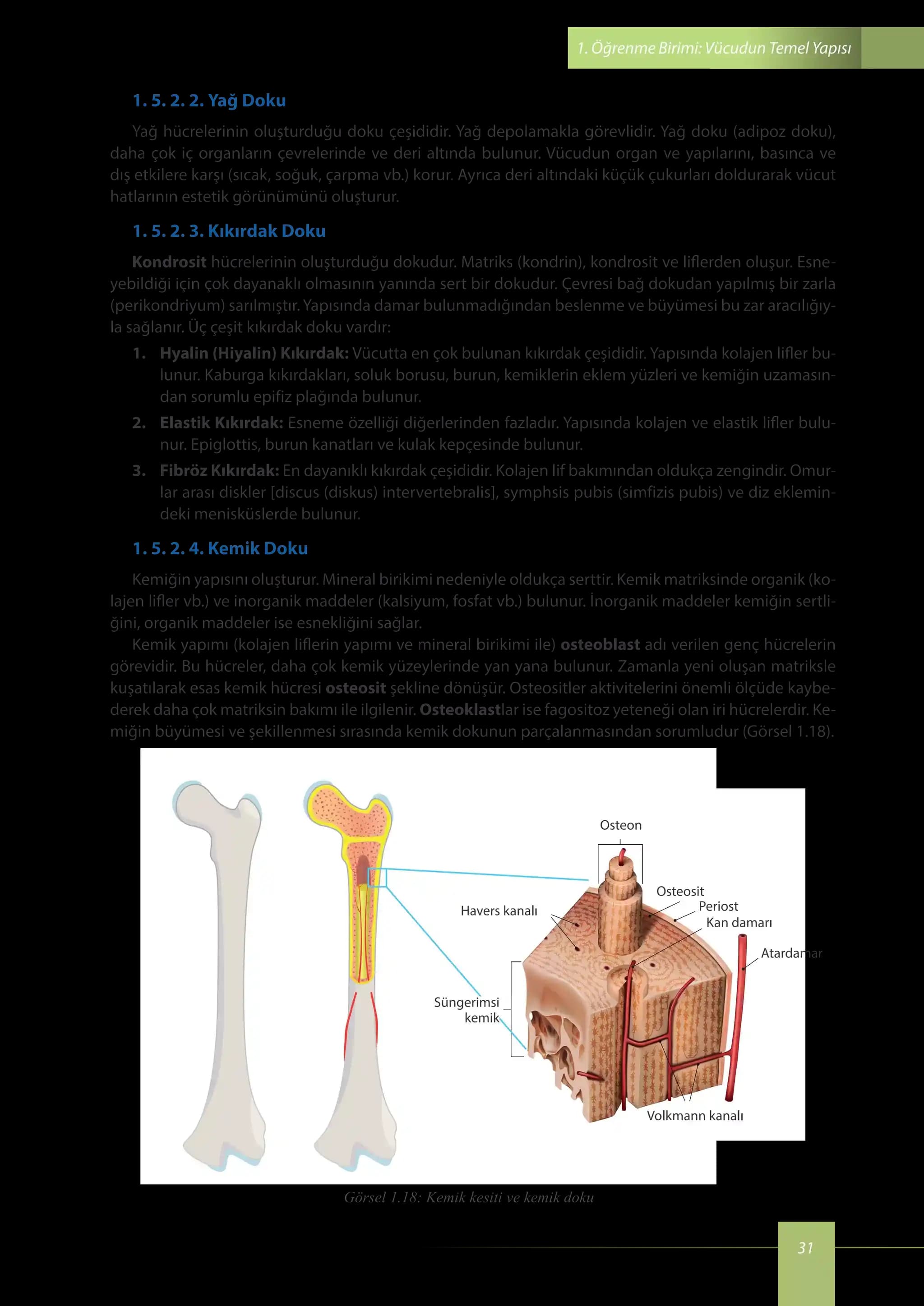 Yaşınızdan Daha Genç Görünmenin Yapısal Temelleri ve Etkileyen Faktörler