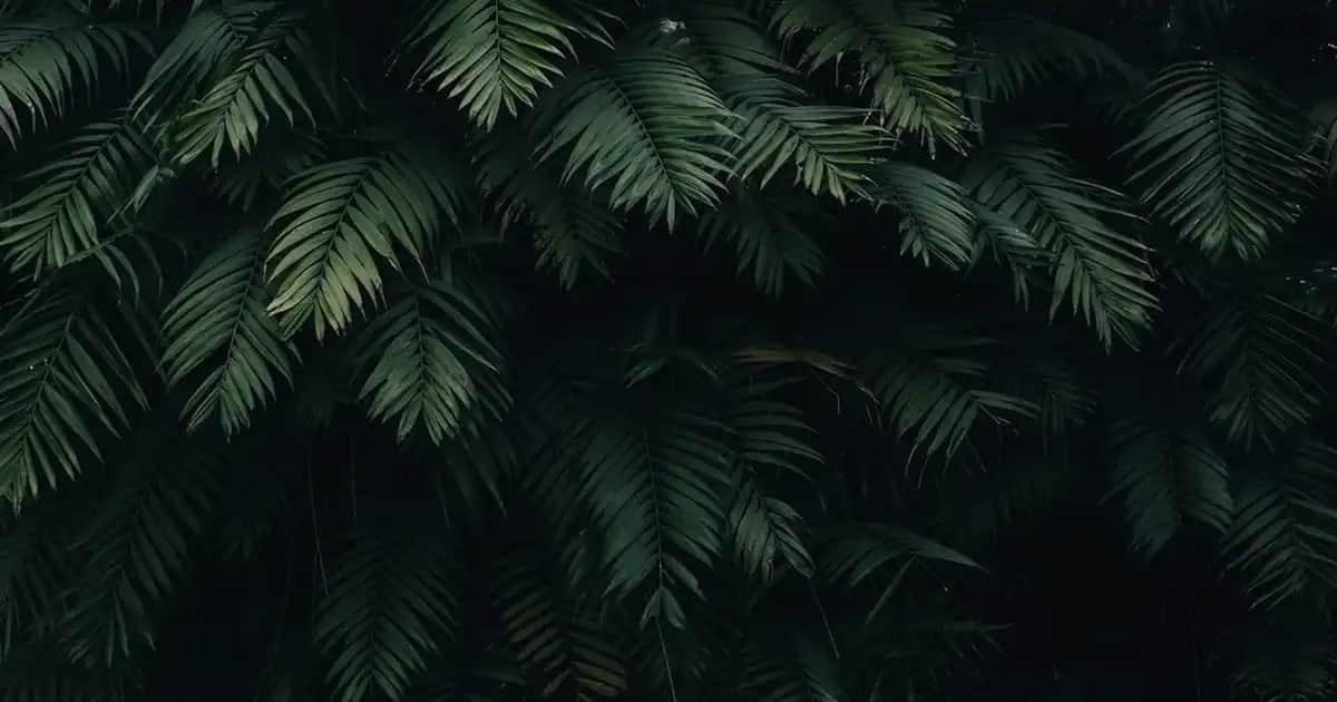 Ağda ile Kaş Alma Rehberi: Doğal ve Çekici Kaşlar İçin Doğru Yöntemler ve İpuçları