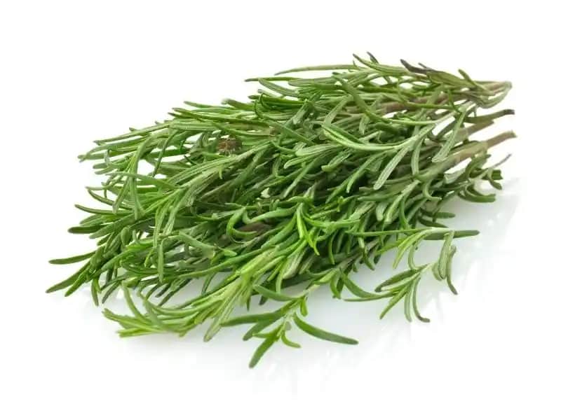 Biberiye: Doğal Güzellik ve Kozmetikte Kullanımıyla Sağlıklı Cilt ve Saç Bakımında Öne Çıkan Bitki