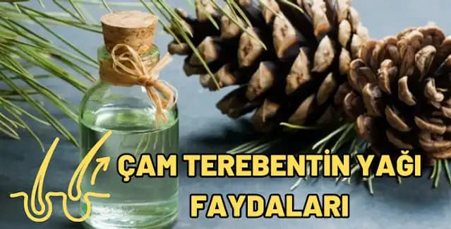 Cam Terebenti Yağının Saç Sağlığına Faydaları ve Kullanım Önerileri