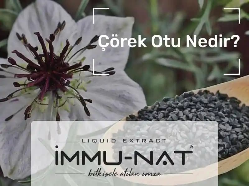 Çörek Otu Kremi: Doğal İçeriklerle Cilt Sağlığını Destekleyen Kozmetik Ürünleri