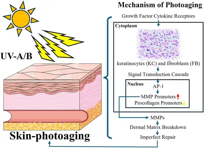 Fotoaging Nedir Güneşin Zararlarıyla İlgili Cilt Yaşlanma Süreci ve Korunma Yöntemleri