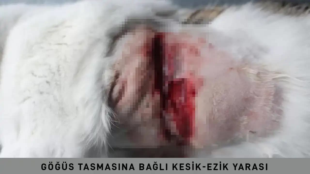 Göğüs Yarası ve Estetik Bakım Yöntemleri: Modern ve Doğal Çözümler