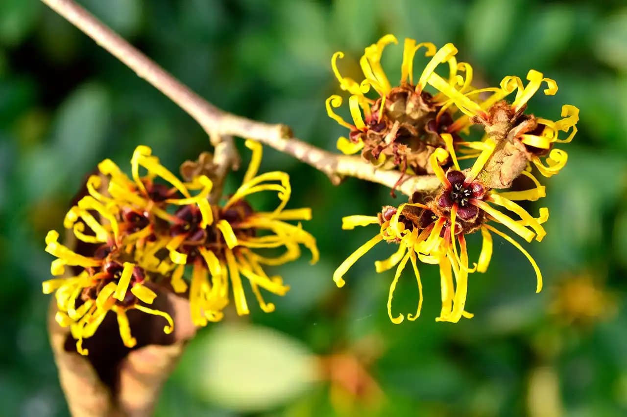 Hamamelis Bitkisinin Faydaları ve Cilt Bakımında Kullanım Alanları