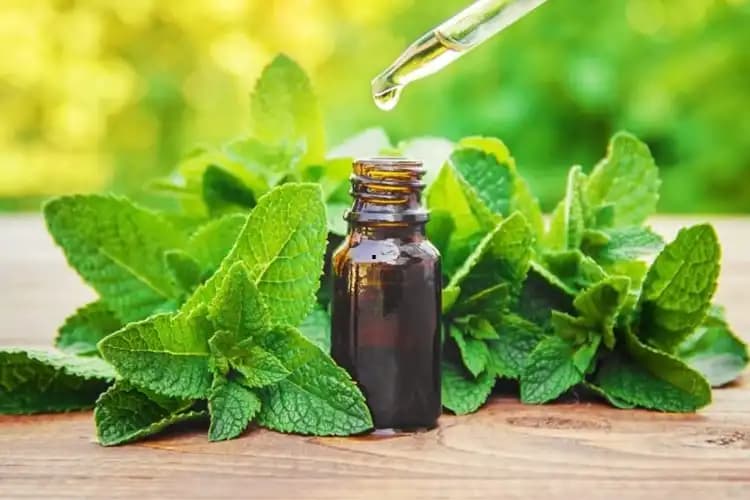 Kuru Naneden Nane Yağı Nasıl Yapılır Evde Doğal Kozmetik Ürünleri İçin
