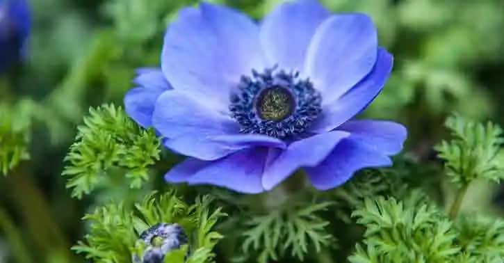 Mavi Anemon Yağı: Doğal İçeriklerle Cilt Güzelliği ve Bakım Rehberi