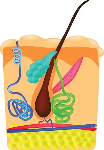 Saçın Yapısı ve Sağlığını Korumak İçin Bilmeniz Gereken Temel Bilgiler