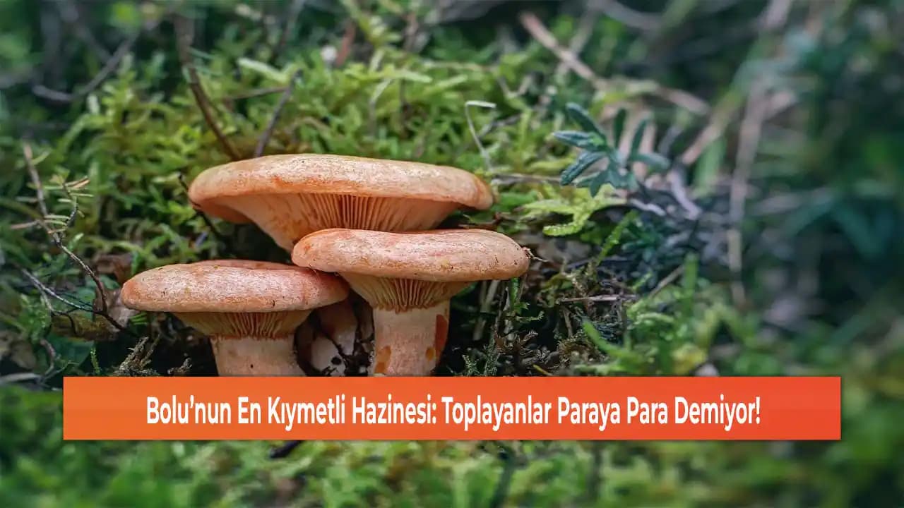 Stres Mantarı Kozmetikte Doğal Çözüm: Cilt Sağlığı ve Güzellik İçin Kullanımı