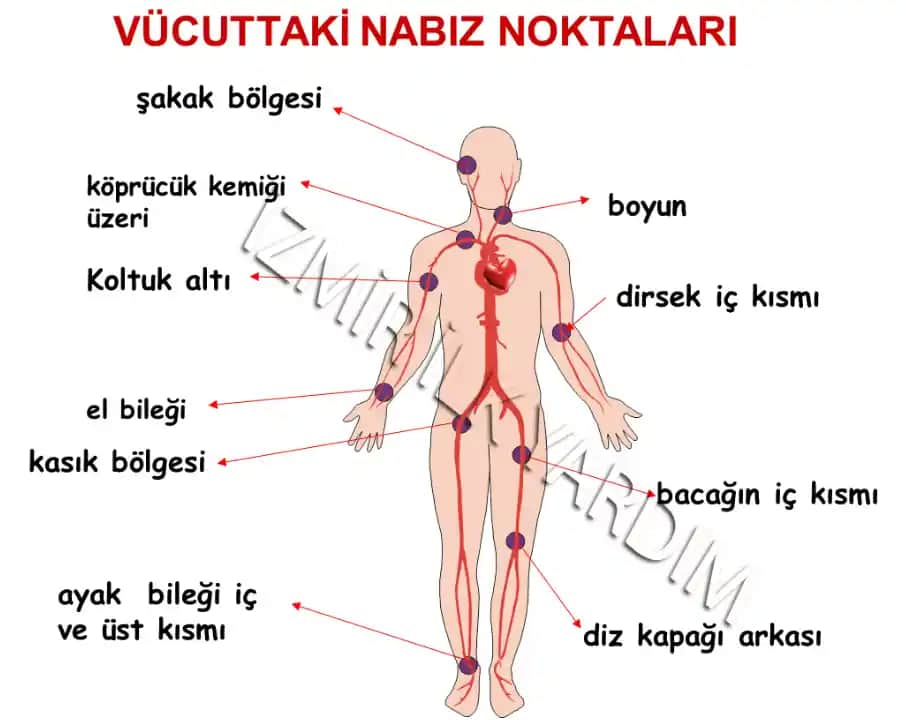 Vücutta Kabarmaların Nedenleri ve Etkili Bakım Yöntemleri Hakkında Detaylı Bilgi