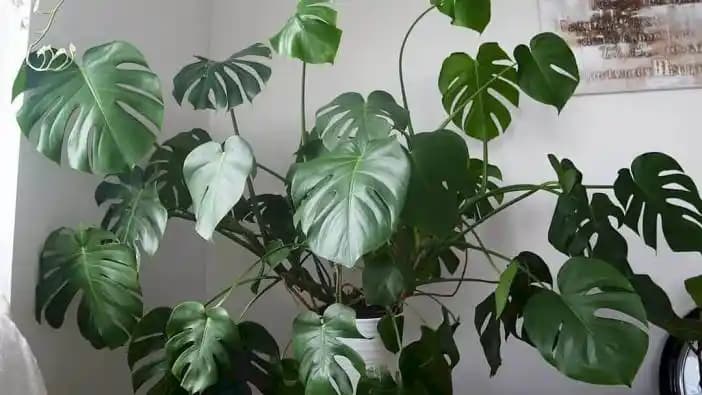 Yara İyileşmesini Hızlandıran Doğal Bitkisel Çözümler ve Kullanım Yöntemleri