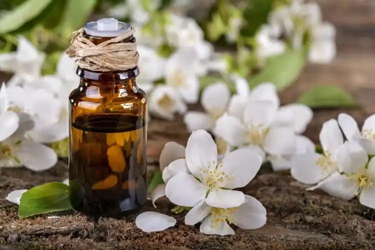 Yasemin Yağı Kullanım Alanları ve Faydaları Doğal Güzellik İçin Güncel Rehber