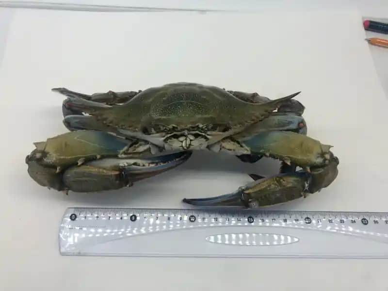 Yengeç Jeli Nedir ve Cilt Bakımında Güvenli Kullanım Yolları