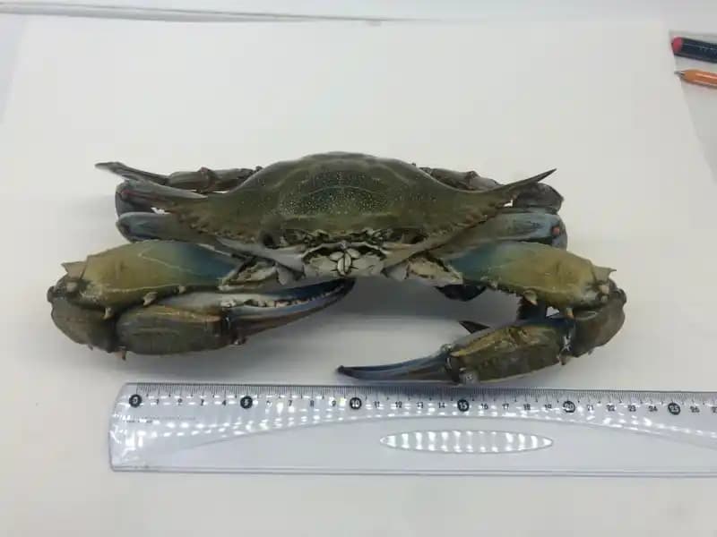 Yengeç Jeli Nedir ve Cilt Bakımında Güvenli Kullanım Yolları