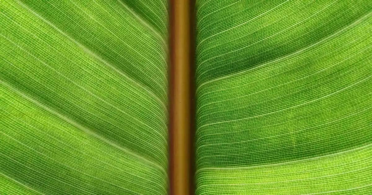 Yüzde Yağlılık ve Pul Pul Dökülme: Nedenleri ve Çözüm Yolları