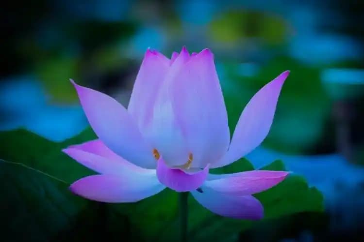 Mor Toganın Anlamı ve Kozmetikteki Yeri Güncel Trendler ve Psikolojik Etkiler