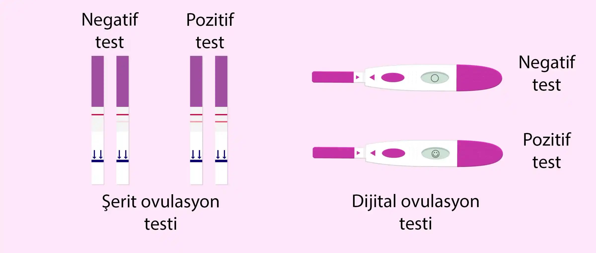 Ovülasyon Testi Nedir, Nasıl Kullanılır ve Kadın Sağlığına Etkileri