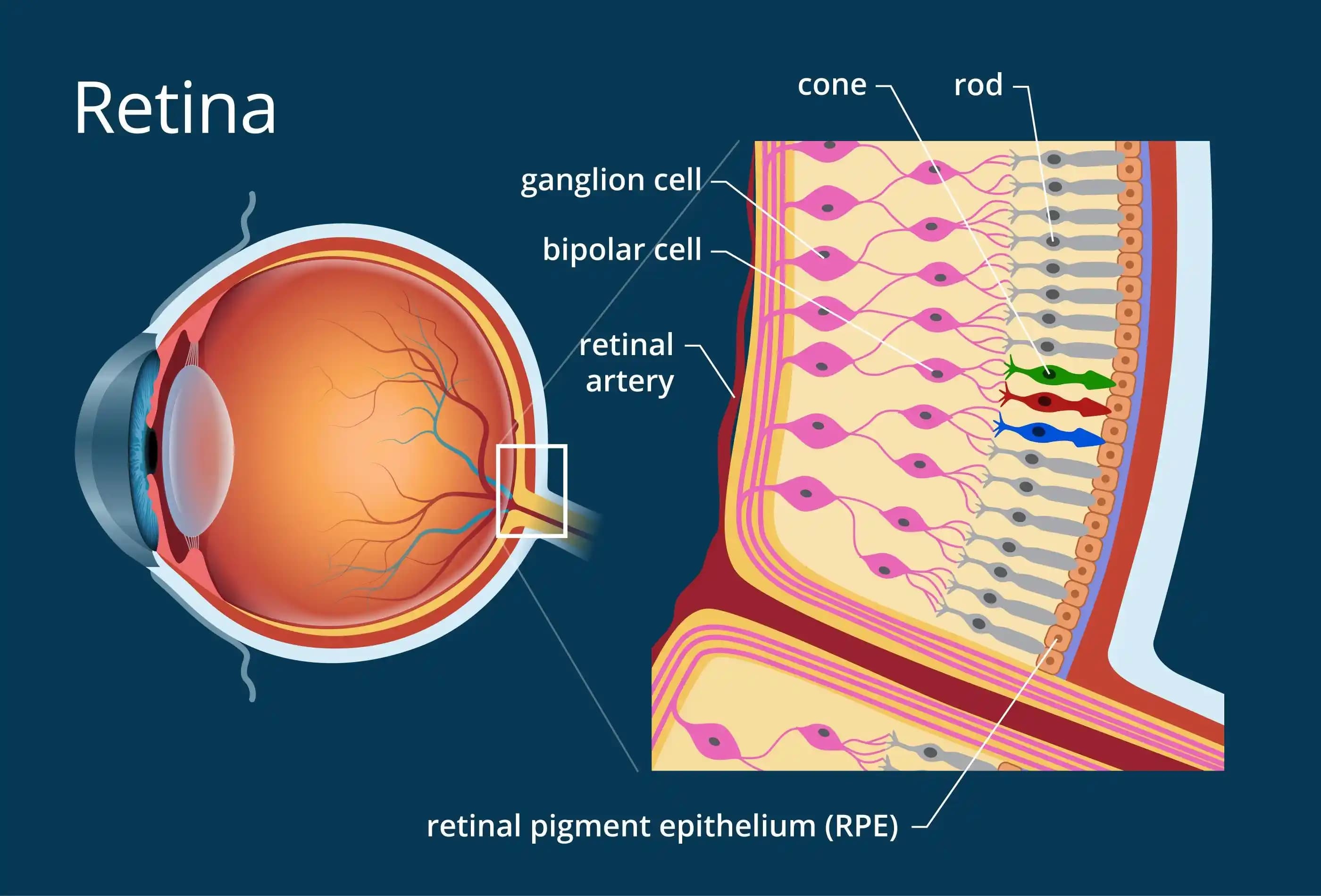 Retina Nedir ve Kozmetik Sektöründe Güzellik İçin Önemi Hangi Rolü Oynar
