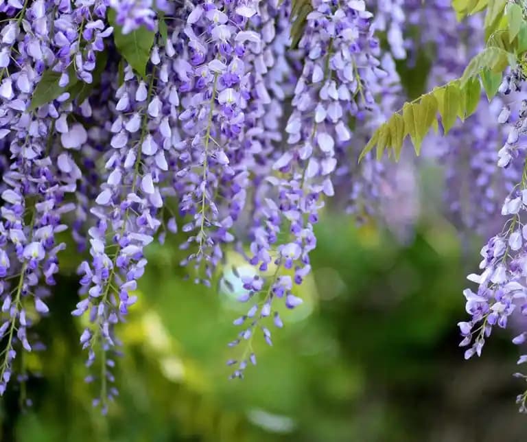 Aca'sya Kozmetik Markası: Doğal İçerikler ve Sürdürülebilir Ürünlerle Fark Yaratıyor