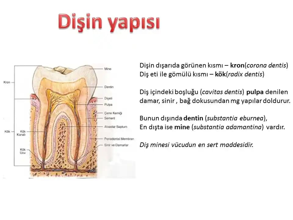 Kozmetikte Radix Nedir ve Doğal Güzellikteki Önemi Hakkında Bilmeniz Gerekenler