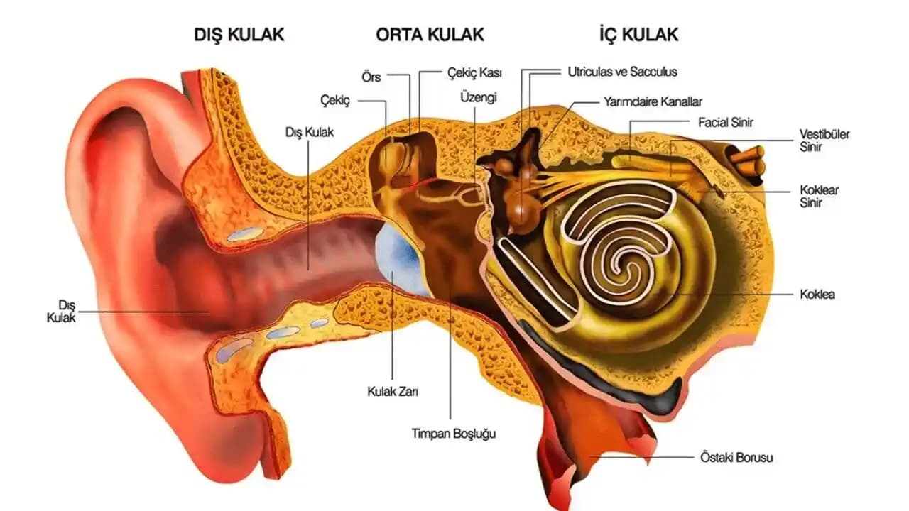 Kulak Kepeği Nedenleri, Çözüm Yolları ve Doğal Tedavi Yöntemleri Hakkında Bilgiler