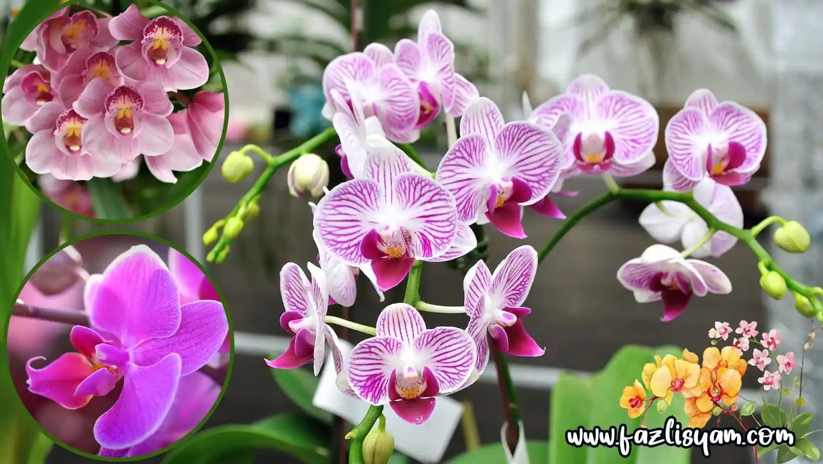 Orkid Nedir Güzellik ve Dekorasyon Dünyasında Zarif Bir Çiçek