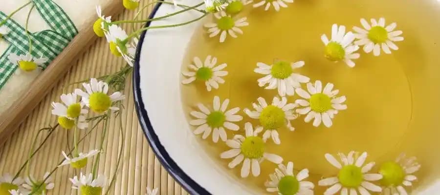 Papatya Suyu ile Doğal Saç ve Cilt Bakımı Yöntemleri ve Faydaları