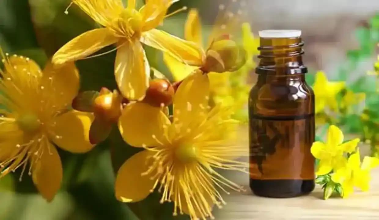 Sari Kantaron Yağı Kullanımı ve Yüz Bakımında Doğal Etkileri Hakkında Bilmeniz Gerekenler