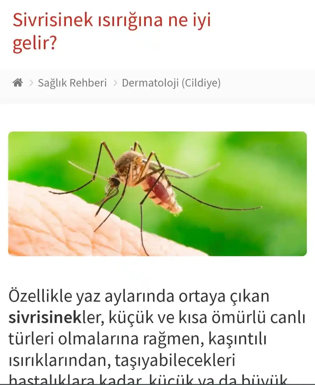 Sinek ve Böcek Isırıklarına Karşı Kremlerin Rolü ve Cilt Bakımında Önemi