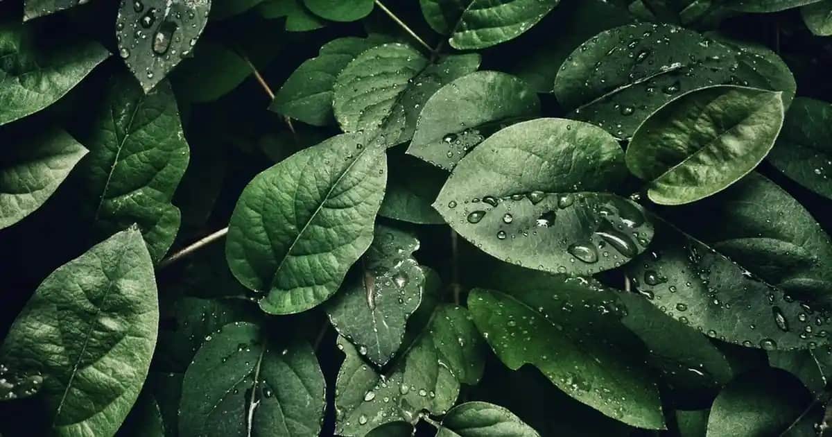 Aloe Vera Serumu Nedir, Faydaları ve Doğal Güzellik İçin Kullanım İpuçları