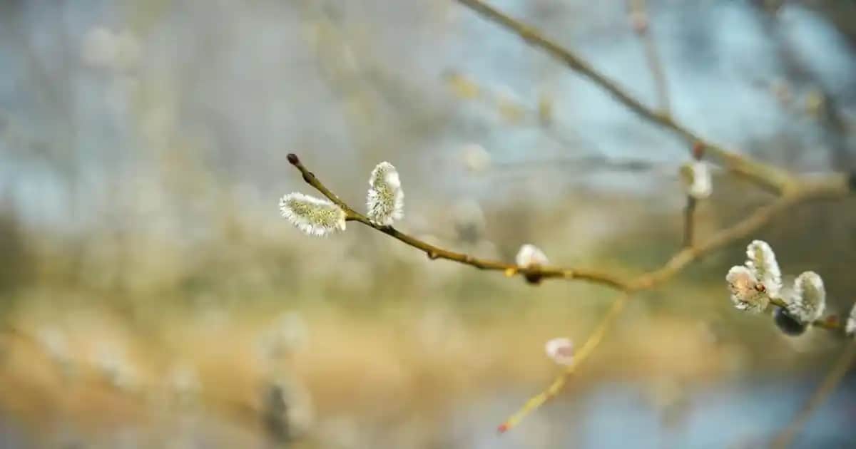 Göğüs Balsamı Nedir, Nasıl Kullanılır ve Cilt Sağlığına Katkıları Nelerdir?