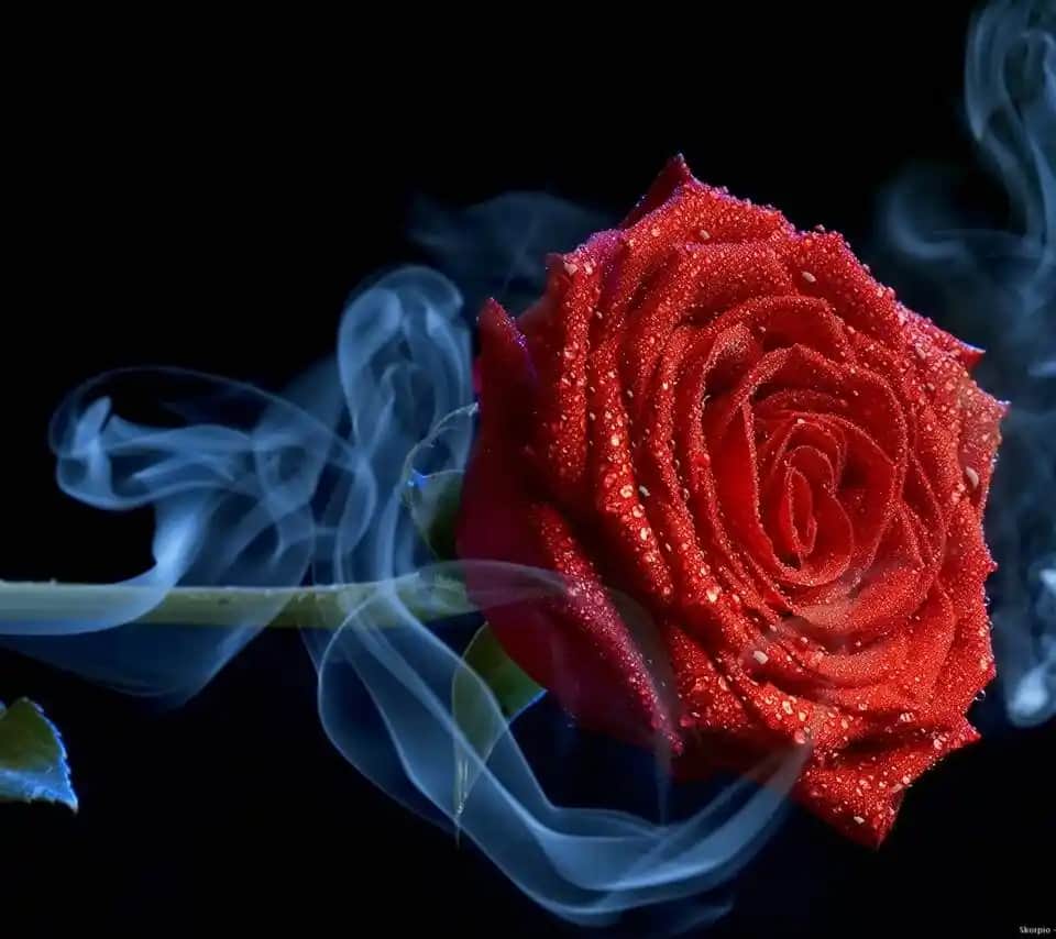 Gül Kokusu ve Serinliği: Kozmetik ve Kişisel Bakımda Rose Cool Etkisi