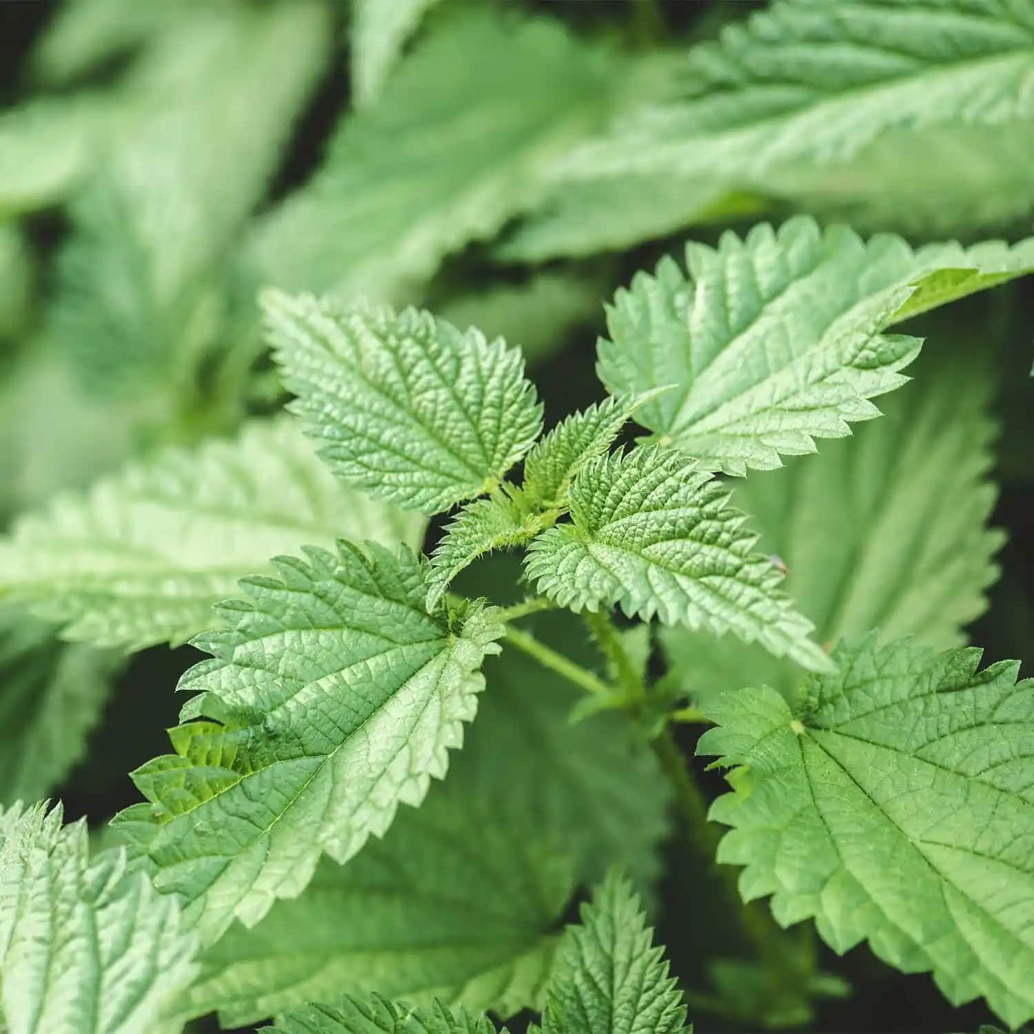 Isırgan Ekstresi ve Kozmetik Kişisel Bakımda Kullanım Alanları ve Faydaları