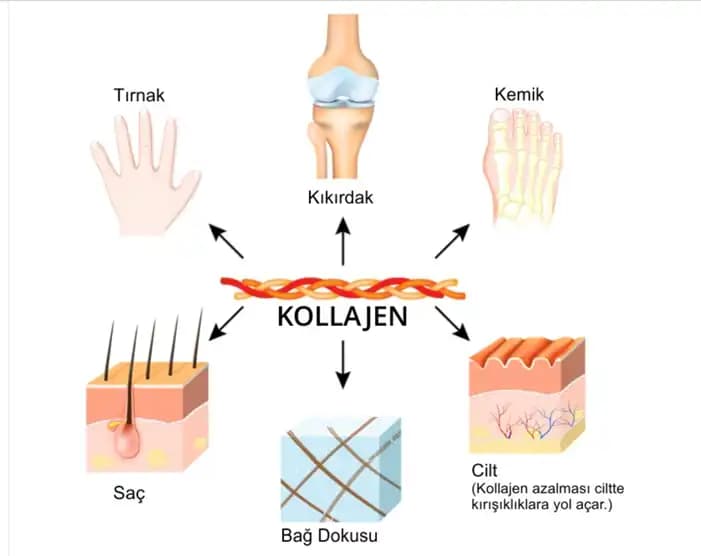 Kollajen Lifleri Nedir ve Cilt, Kemik Sağlığına Etkileri Nelerdir