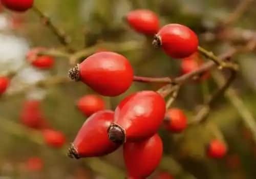 Kuşburnu Çeşitleri ve Kozmetik Uygulamalarda Kullanım Alanları Hakkında Detaylı Bilgi