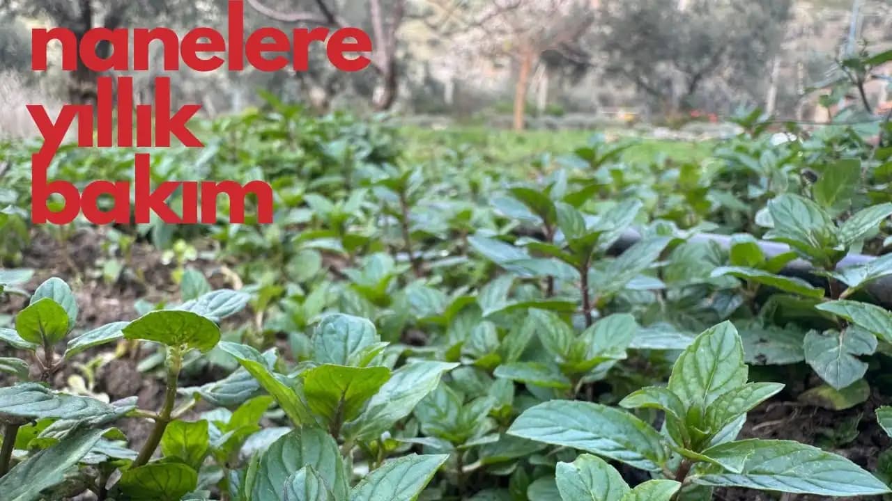 Nane ile Doğal ve Etkili Kişisel Bakım Rehberi Cilt ve Saç Sağlığını Destekler