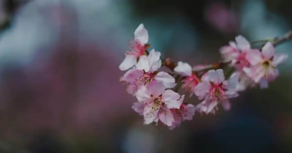 Nature's Bounty Omega 3 Ürünleri: Kozmetik ve İç Sağlık İçin Güvenilir Takviye Seçenekleri