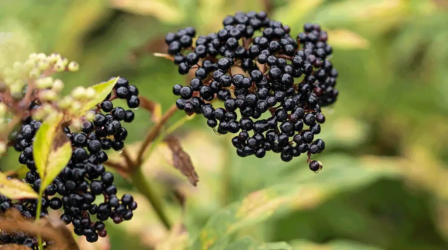 Ocean Kara Mürver ile Doğal Güzellik ve Sağlık İçin Güçlü Bakım Çözümleri