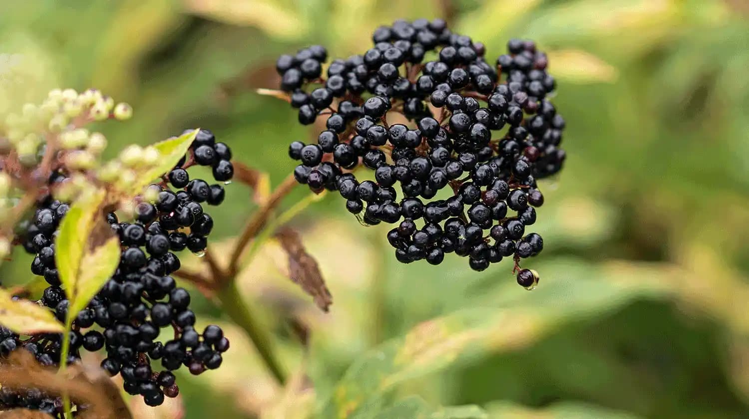 Ocean Kara Mürver ile Doğal Güzellik ve Sağlık İçin Güçlü Bakım Çözümleri