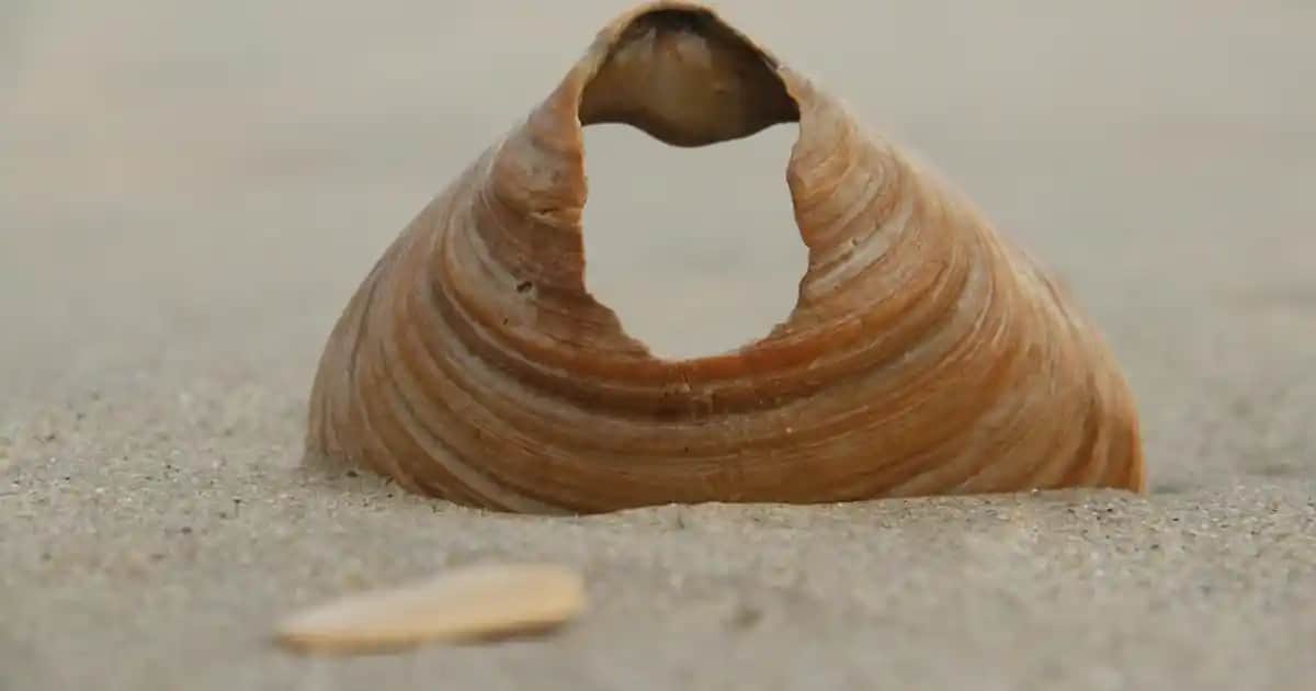 Rexona Mystic Love Deodorant Serisi: Uzun Süreli Koruma ve Çekici Koku Özellikleri