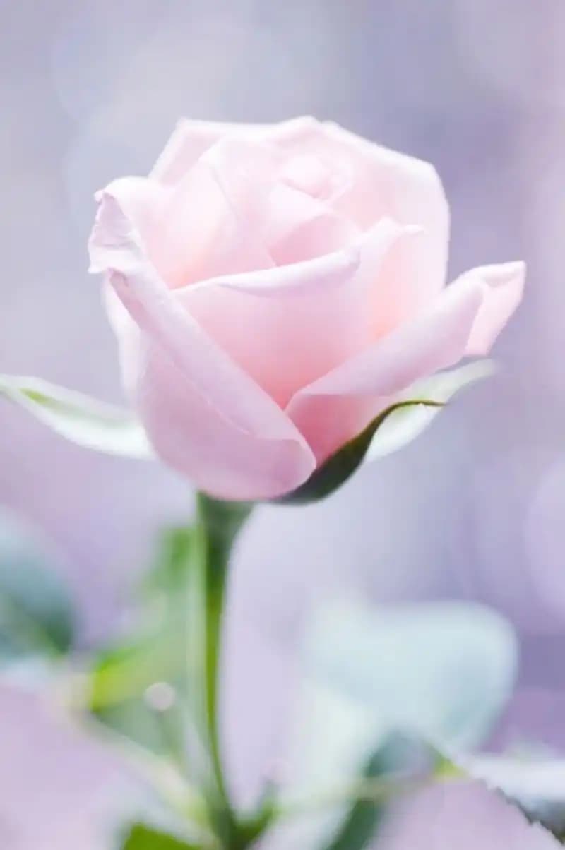 Rose Soft ile Doğal ve Ferahlatıcı Cilt Bakımı Ürünleri Hakkında Detaylı Bilgi