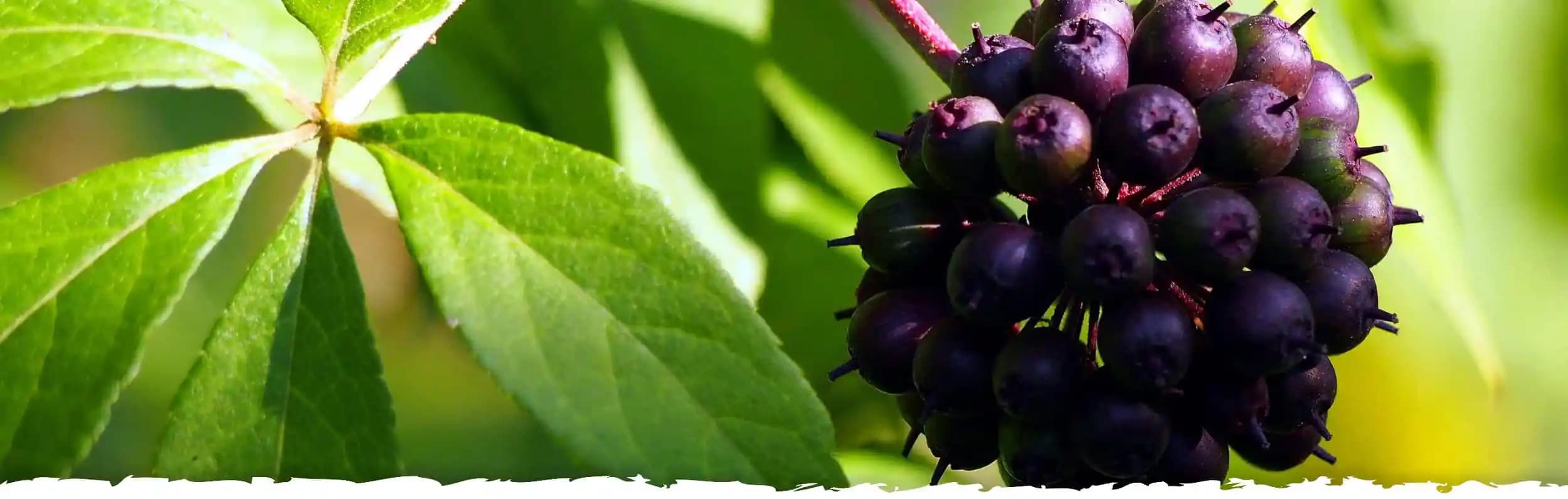 Siberian Ginseng'in Kozmetik ve Kişisel Bakımda Kullanımına Yönelik Güncel Bilgiler ve Faydaları