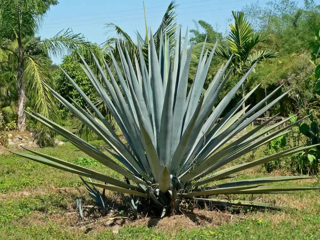 Agave Nektarı: Doğal Tatlandırıcı mı Yoksa Moda mı Uzun Vadeli Sağlık ve Kozmetik Etkileri