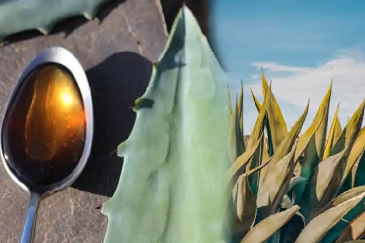 Agave Şurubu Nasıl Yapılır ve Kozmetik Alanındaki Kullanım Fırsatları