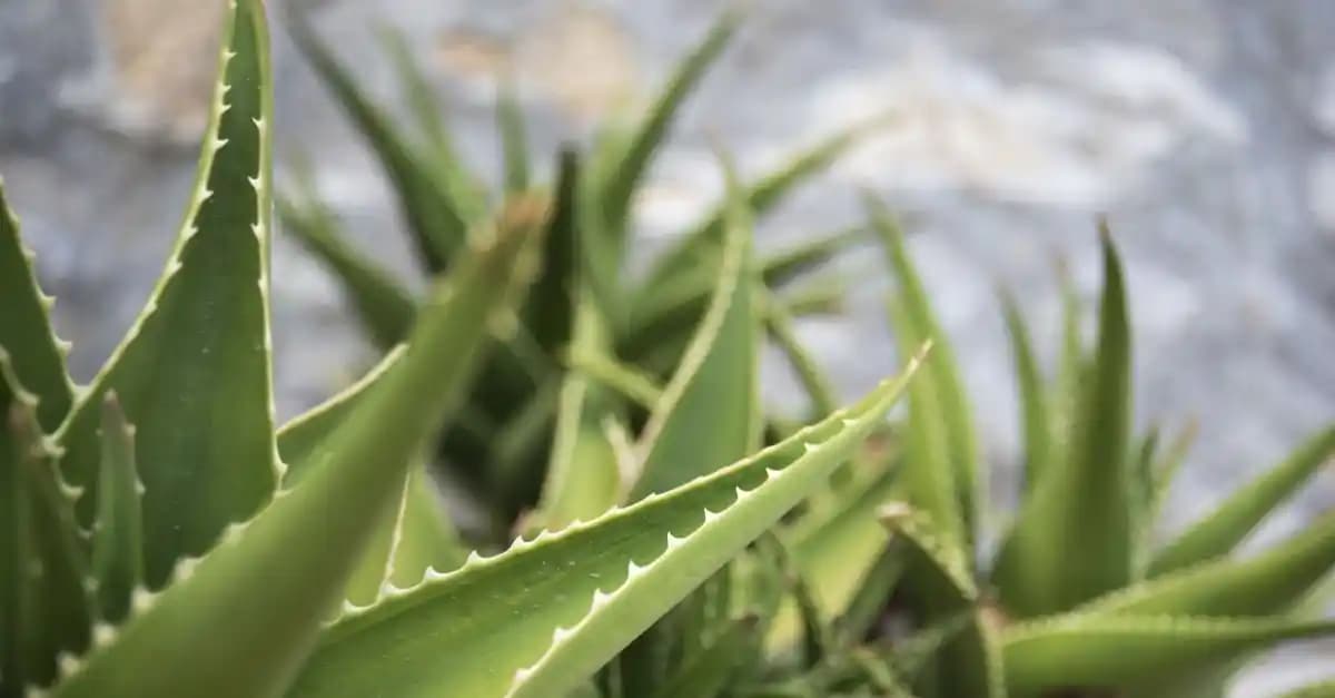 Aloe Vera Yetiştiriciliği ile Kazançlı İş Fırsatları ve Sektör Analizi