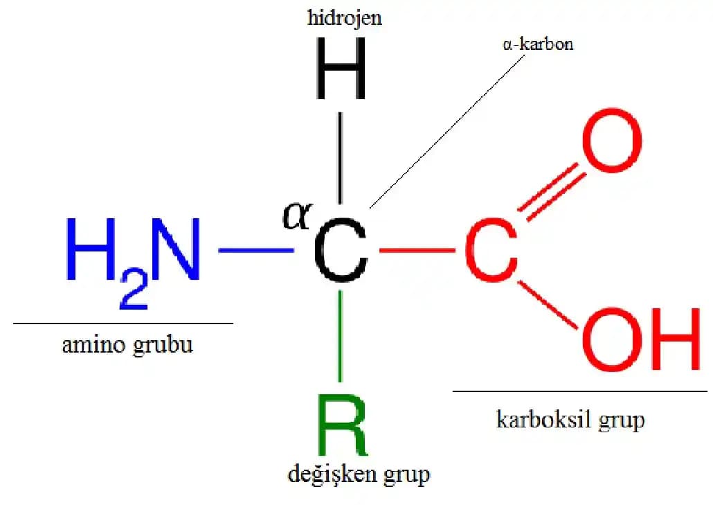 Amino Asit Haplarının Cilt Sağlığı ve Güzellik Üzerindeki Etkileri