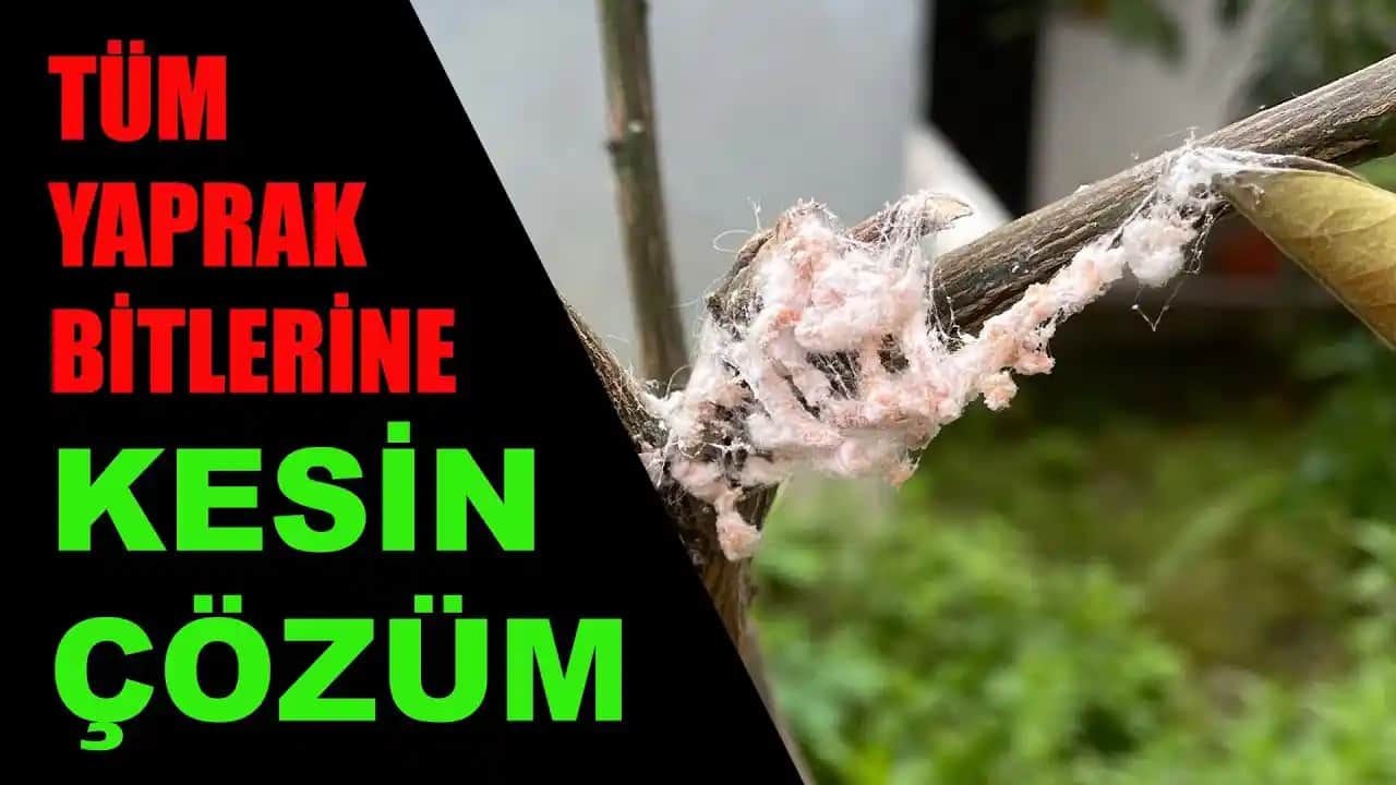 Doğal Bit İlacı Seçenekleri ve Saç, Deri Sağlığı İçin Güvenilir Çözümler