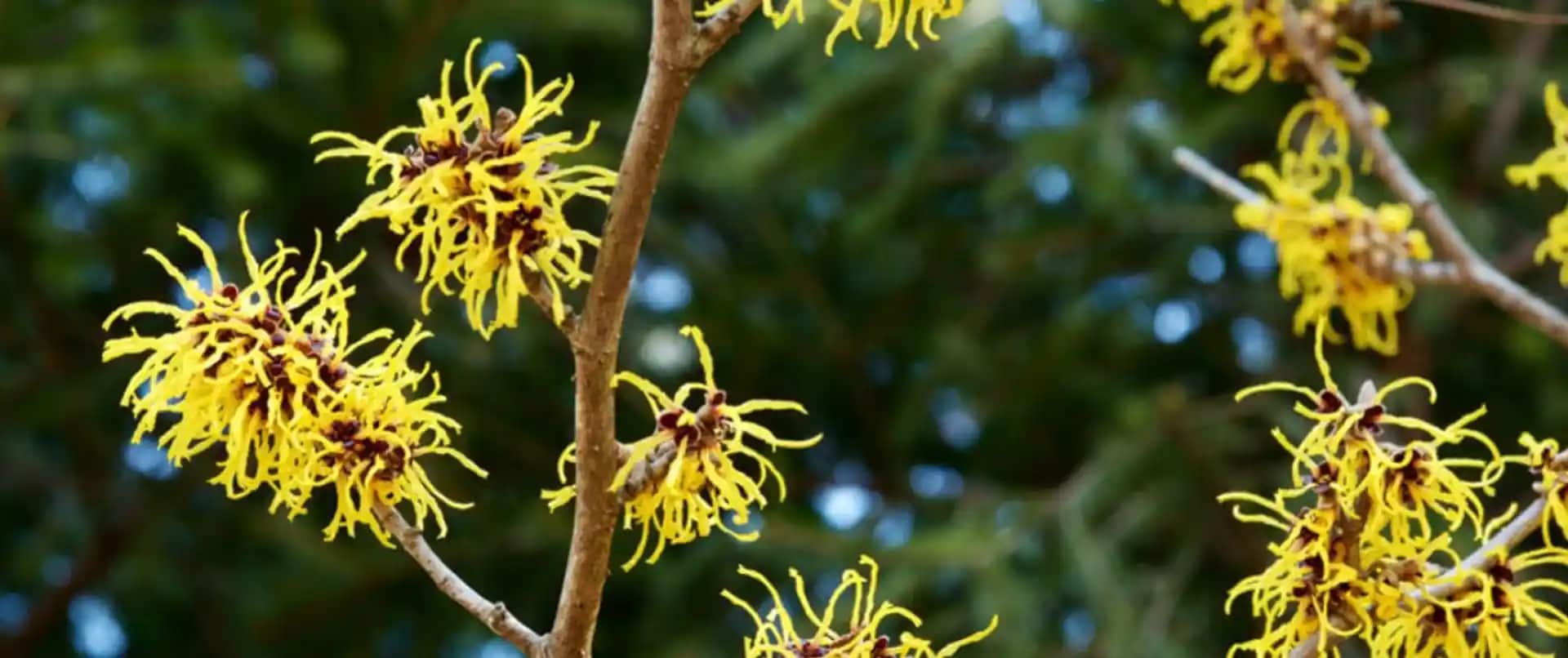 Hamamelis Virginiana ile Doğal Cilt Bakımı ve Güzellik Çözümleri