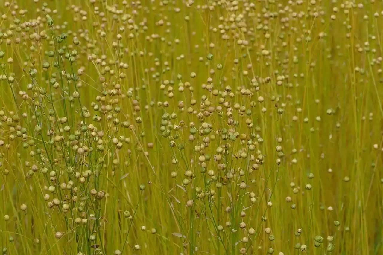 Keten Tarağı Nedir ve Doğal Liflerin İşlenmesinde Nasıl Kullanılır