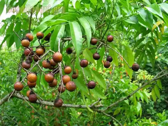 Kozmetik Dünyasında Sabun Türleri ve Kullanım Alanları Hakkında Kapsamlı Bilgi