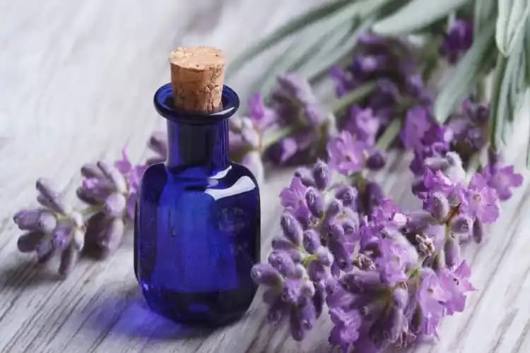 Lavanta Yağı Bebeklerde Kullanımı ve Güvenlik İpuçları Hakkında Detaylı Rehber